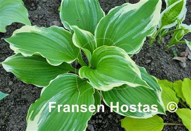 Hosta Dancing Hero